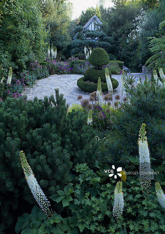 喜马拉雅狐尾百合、大蒜、天竺葵、芒草和普通黄杨图片素材