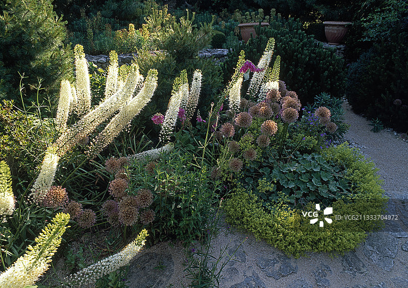 喜马拉雅狐尾百合图片素材