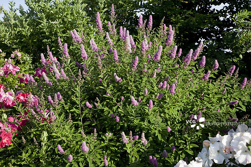 法国罗克林花园的绣线菊花图片素材