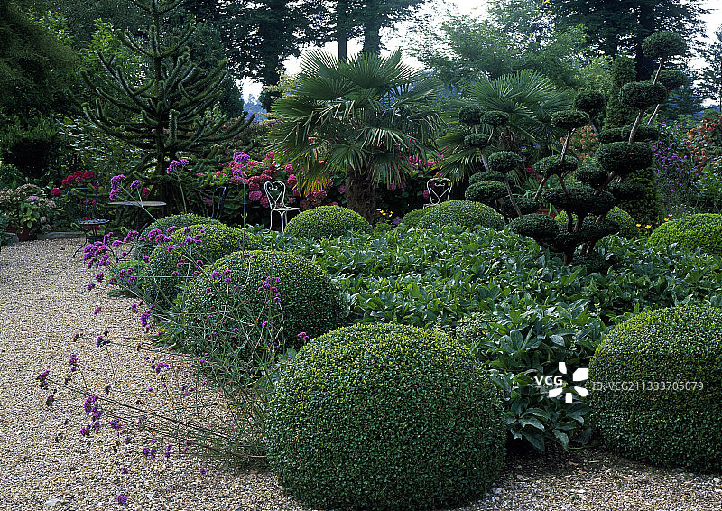 英国红豆杉、英国黄杨木、巴西马鞭草和科西嘉嚏根草。创作人：亚历山大·托马斯图片素材