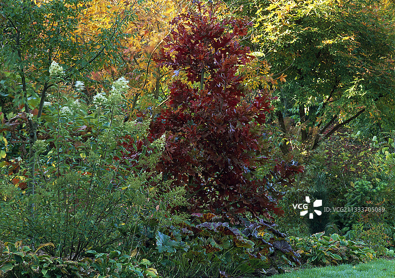 黑杰克橡木绣球花和印度大黄，法国图片素材