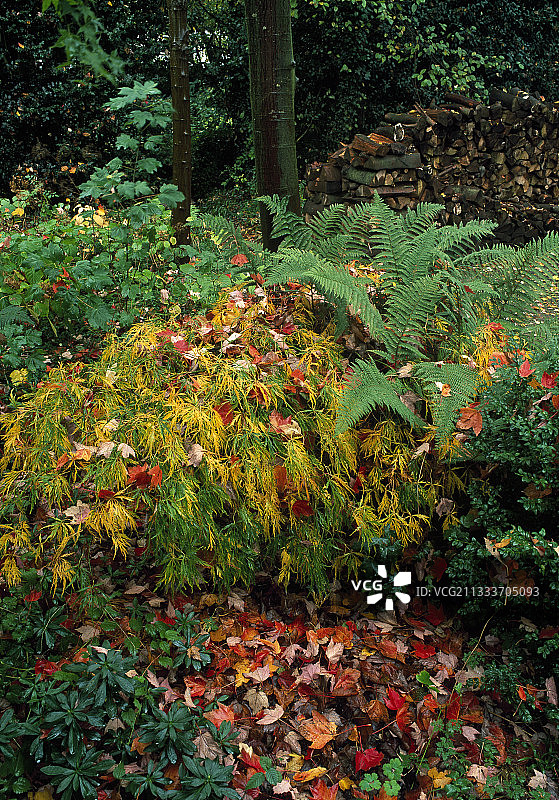 裂叶日本枫树和软叶鳞毛蕨，法国图片素材