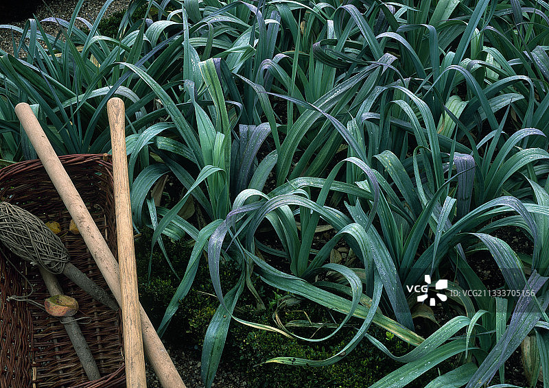 法国花园里的韭菜图片素材