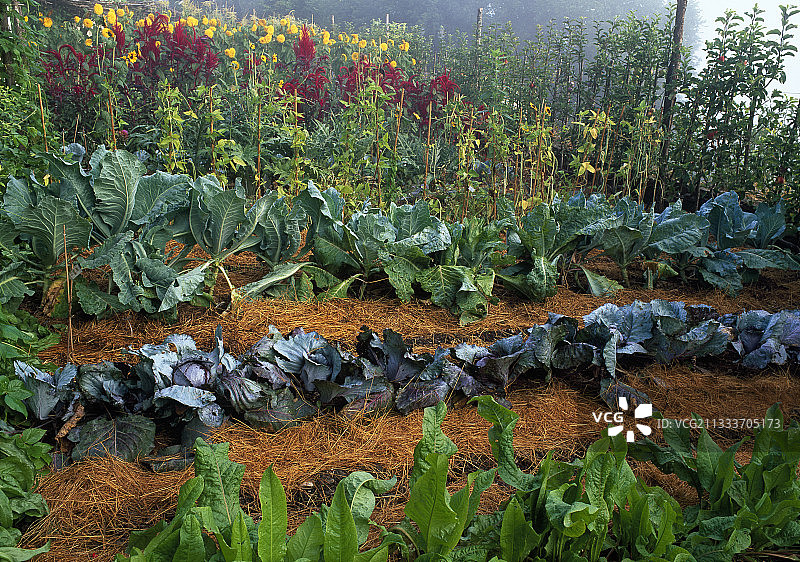 码头、黑头红甘蓝、牛心甘蓝、苋菜、向日葵和豇豆。景观设计：Ossart-Maurieres图片素材