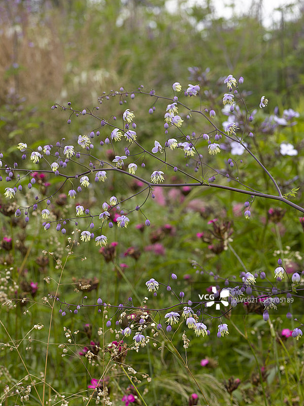 花园羽毛法国的唐松草图片素材
