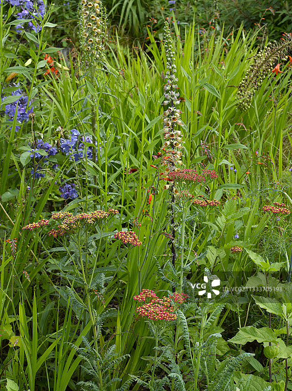 旋覆花‘Walther Funcke’和希腊毛地黄图片素材