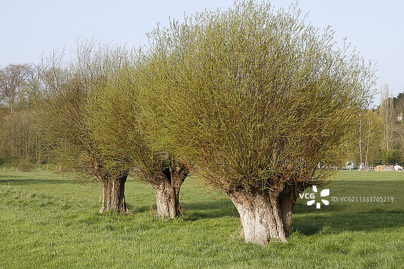 法国厄尔托维尔的树图片素材