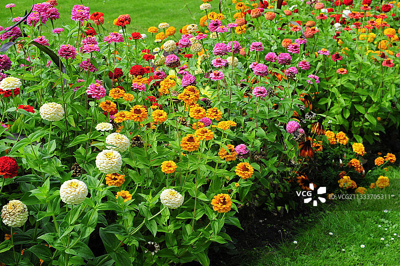 花园中盛开的百日菊图片素材