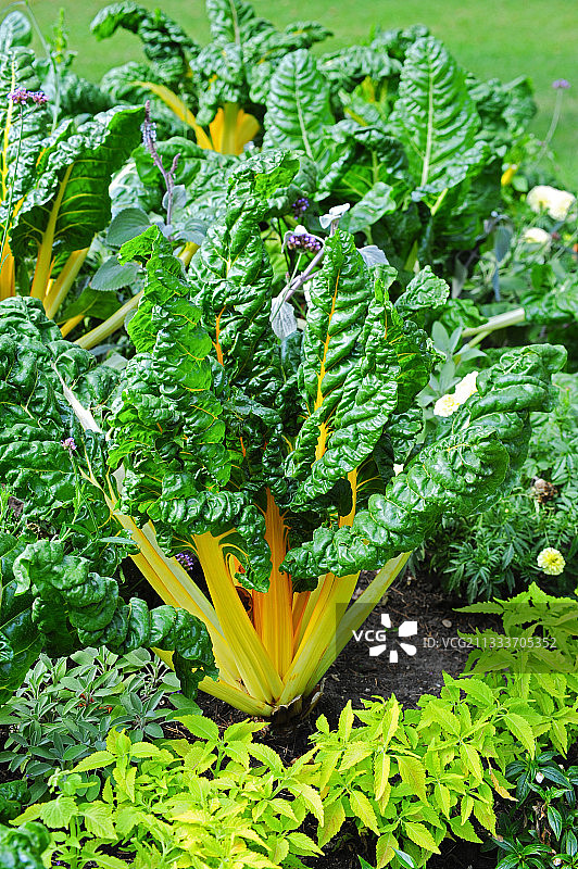 花园里的巴罗特甜菜图片素材