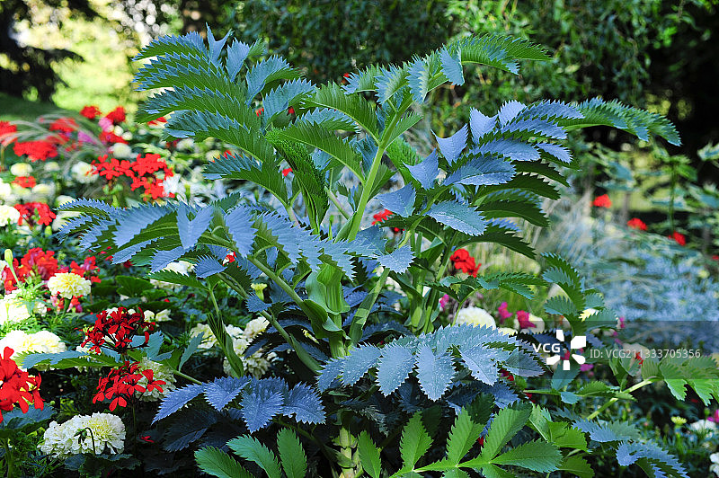 花园中的蜂草图片素材