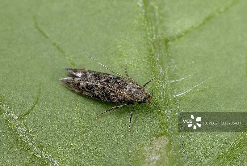 番茄叶片上的番茄潜叶蛾图片素材