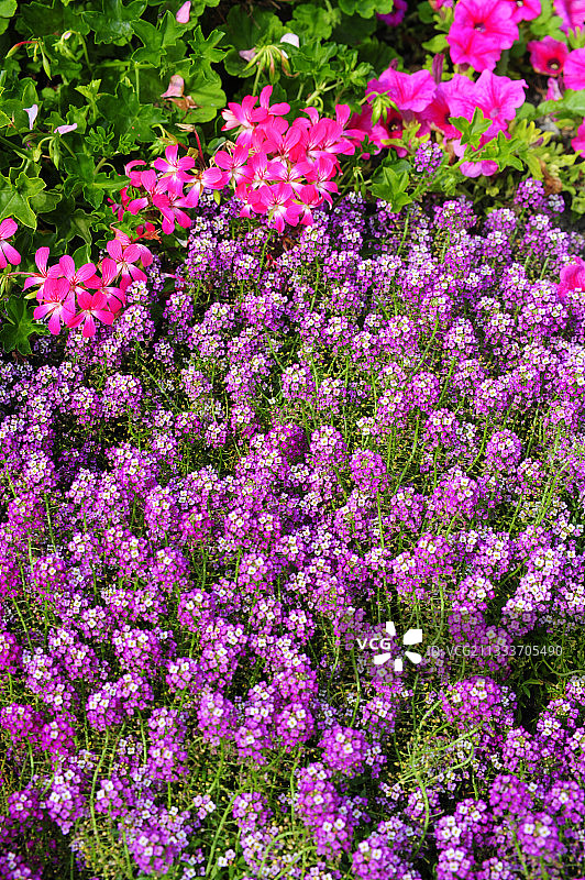 花园中盛开的粉色甜艾丽丝图片素材