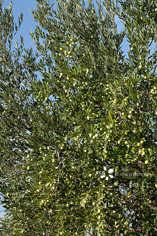 花园中结果的Verdale橄榄树图片素材