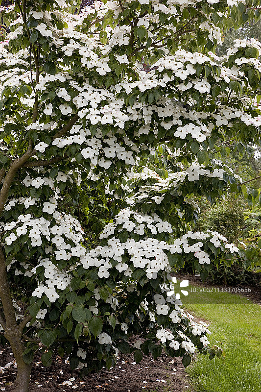 花园中盛开的四照花图片素材
