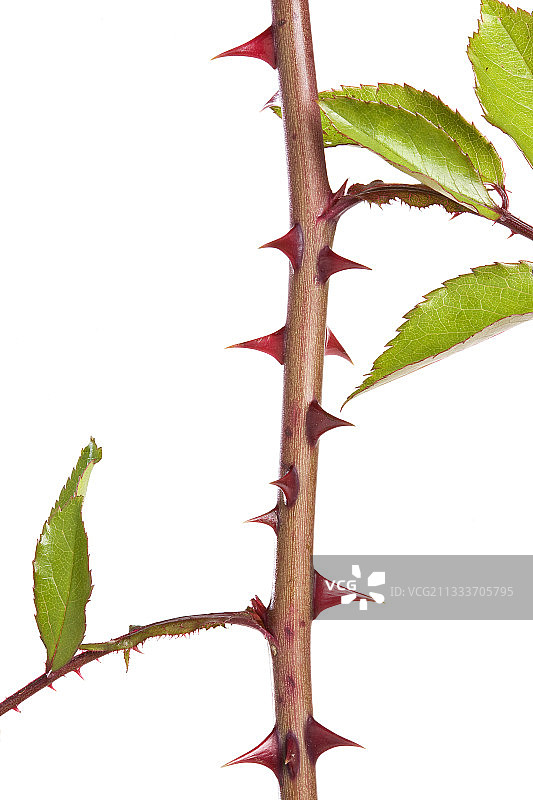 影棚中玫瑰树的茎和刺特写图片素材