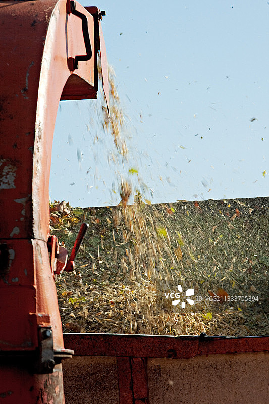 法国普罗旺斯悬铃木修剪后的粉碎图片素材