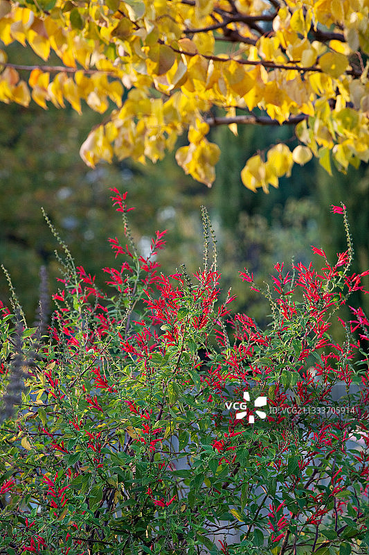 法国菠萝鼠尾草与杏树红花图片素材