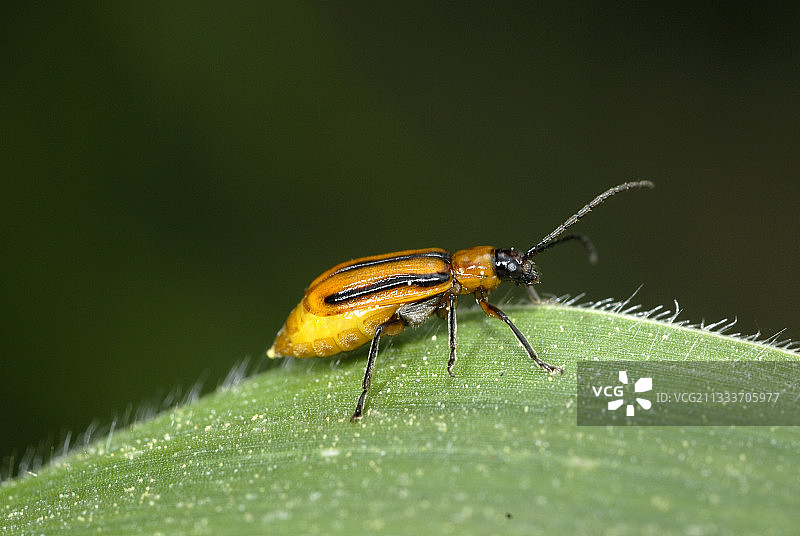 意大利夏季的玉米根虫图片素材