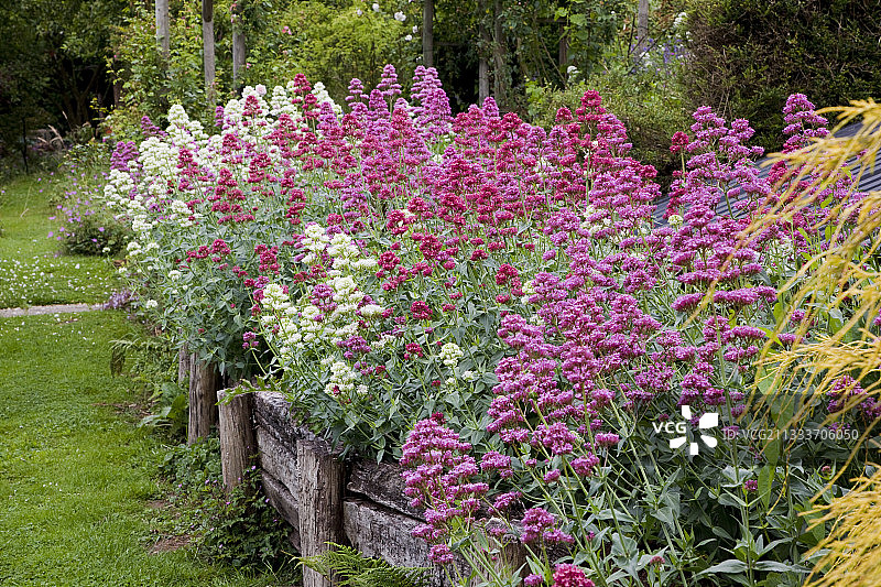 花园中盛开的缬草图片素材