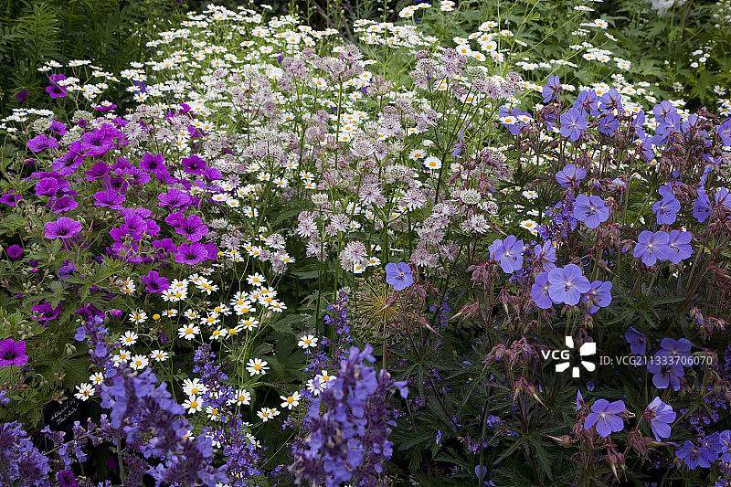 花园中盛开的小白菊和天竺葵图片素材