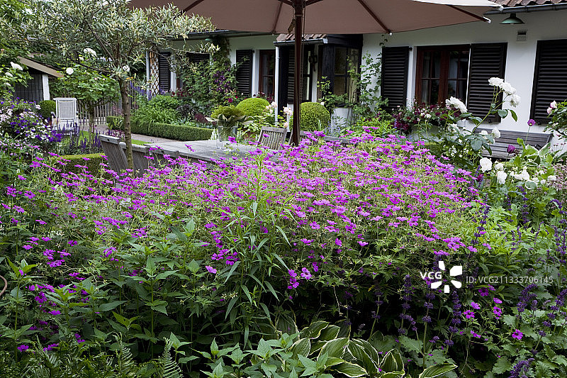 花园里的紫色雨鼠尾草和天竺葵图片素材