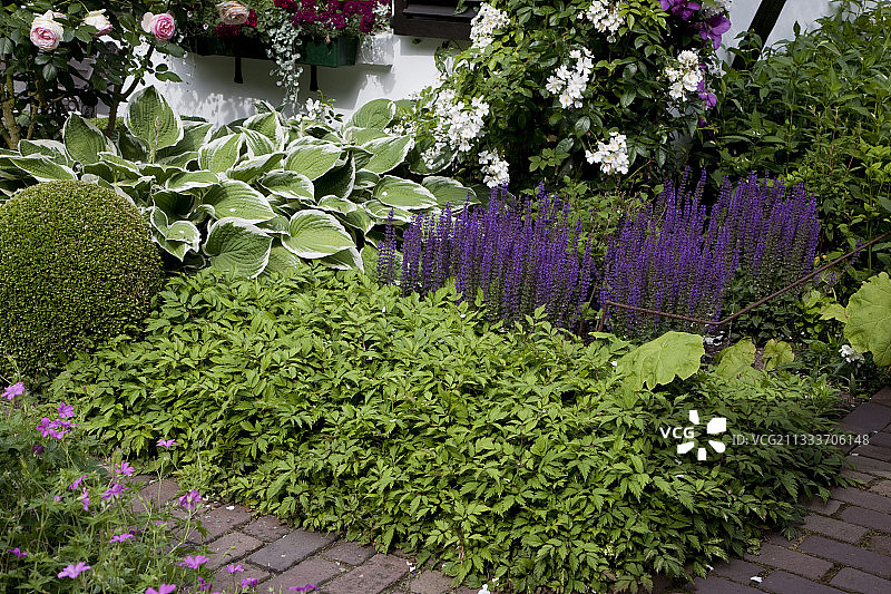 花园里的花卉山地图片素材