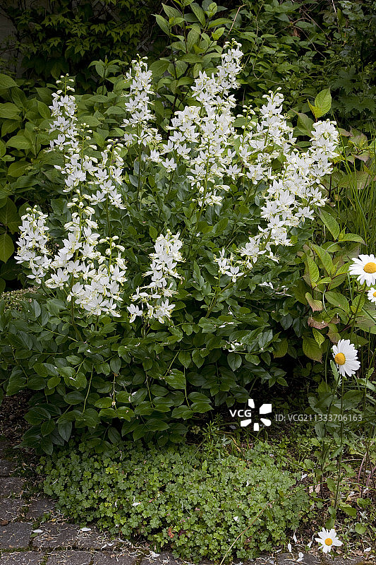 花园中盛开的白鲜图片素材