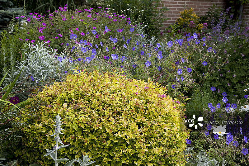 花园中的金公主绣线菊和天竺葵图片素材