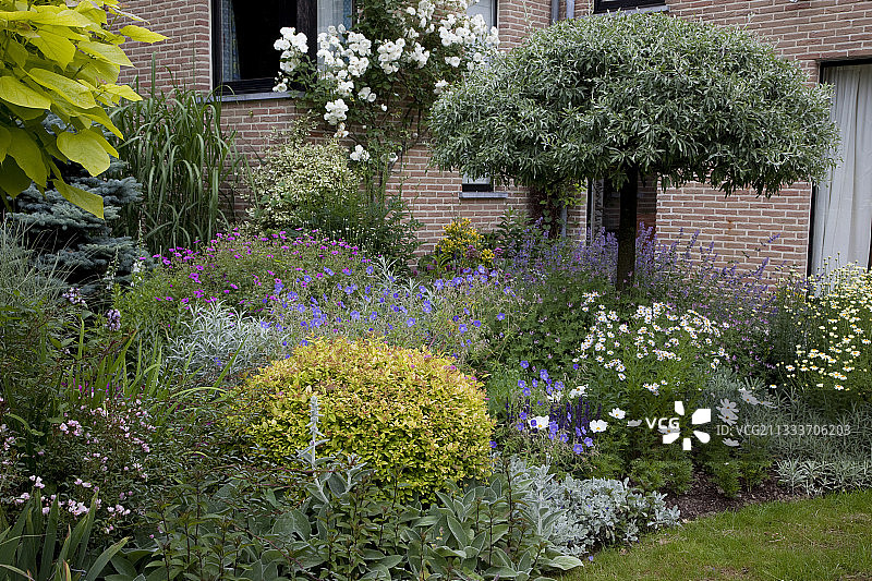 花园中的金公主绣线菊和多年生植物图片素材