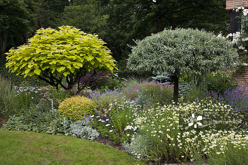 金叶梓树与花园中的多年生植物图片素材
