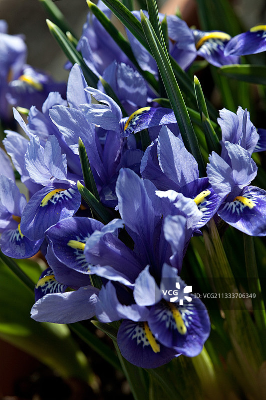 花园中盛开的矮鸢尾花图片素材