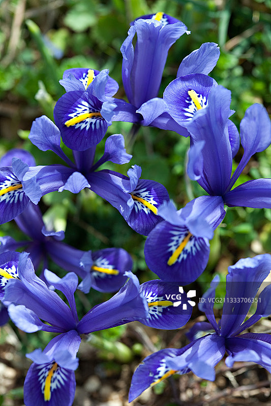 花园中盛开的矮鸢尾花图片素材