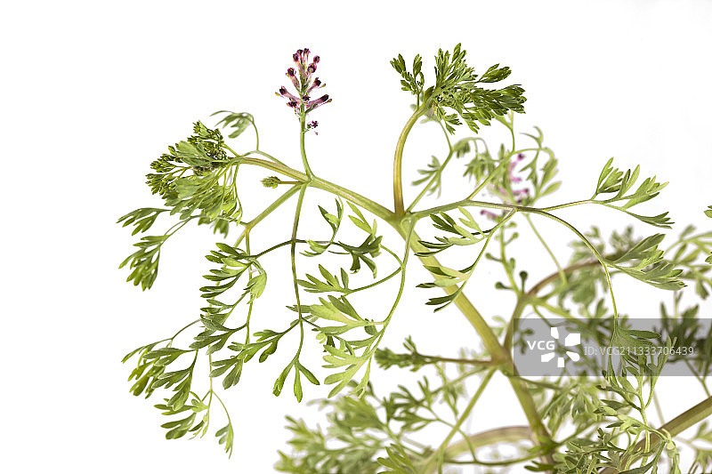 普通烟雾草图片素材