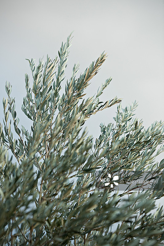 法国普罗旺斯冬季的橄榄树枝图片素材