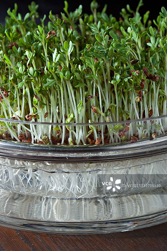 在发芽盆中发芽的扁豆种子图片素材