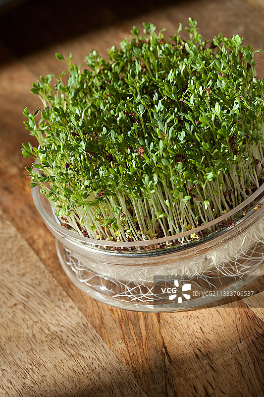 在发芽盆中发芽的扁豆种子图片素材