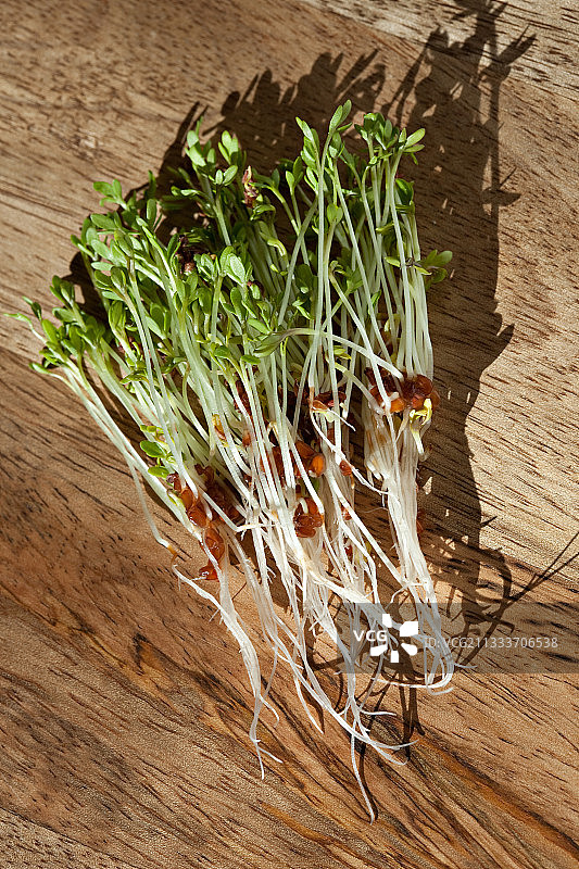 扁豆种子发芽图片素材