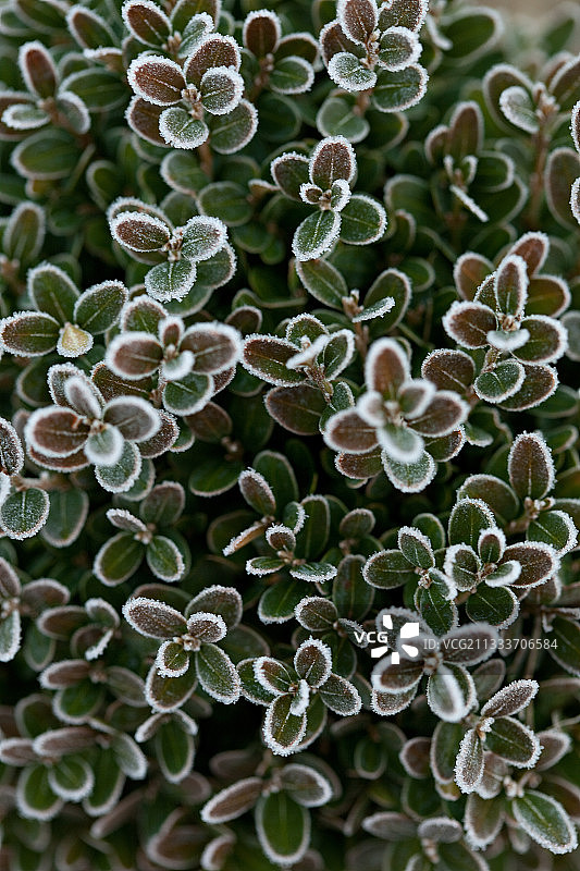 冬季花园中普通黄杨树叶上的霜图片素材