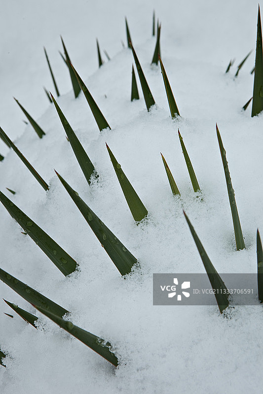 冬季花园里丝兰叶子上的雪图片素材