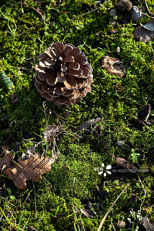 冬季花园中苔藓上的松果图片素材