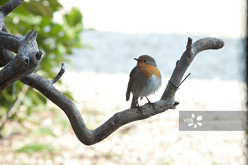 冬季花园里枯枝上的欧洲知更鸟图片素材