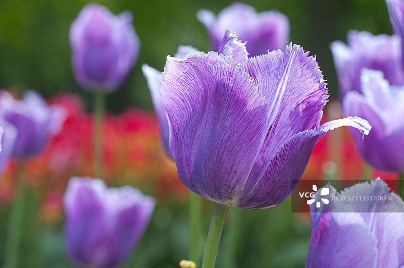 花园中盛开的蓝色苍鹭郁金香图片素材
