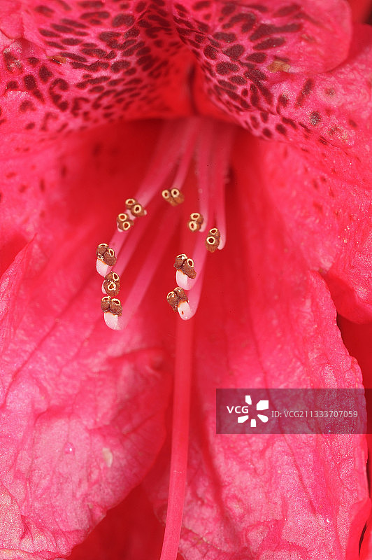 红色杜鹃花特写图片素材