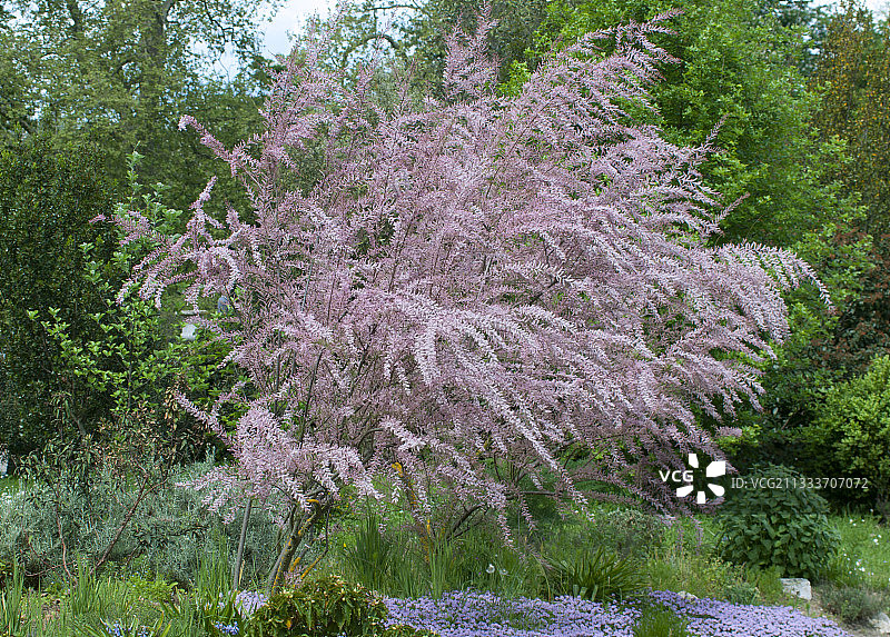 花园里盛开的柽柳图片素材