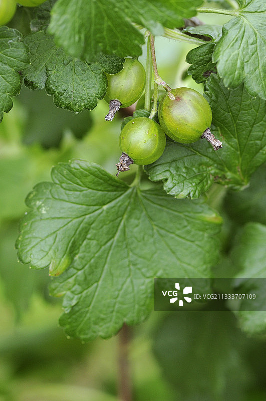 醋栗和鹅莓的杂交品种图片素材