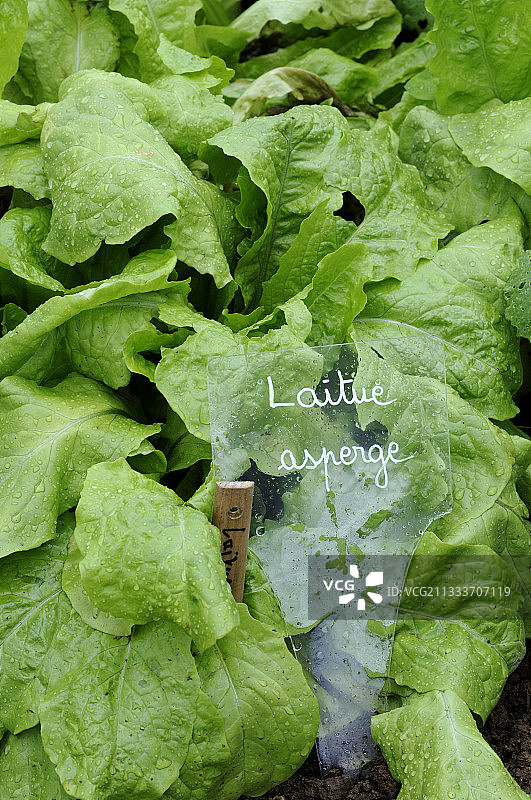 由花园公园杜斯的众议院环境马尔索西工人经营的有机花园图片素材