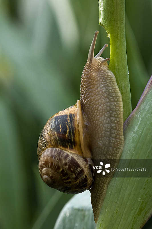 花园蜗牛啃食鸢尾花茎图片素材