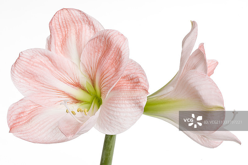 影棚中的粉色孤挺花图片素材