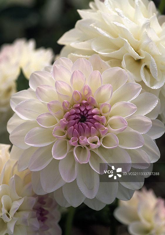 花园里盛开的大丽花图片素材