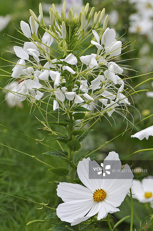 法国七月盛开的白色蜘蛛花和波斯菊图片素材